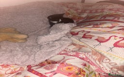 Mixed Breed cats for sale: Black and white kittens - Image 2