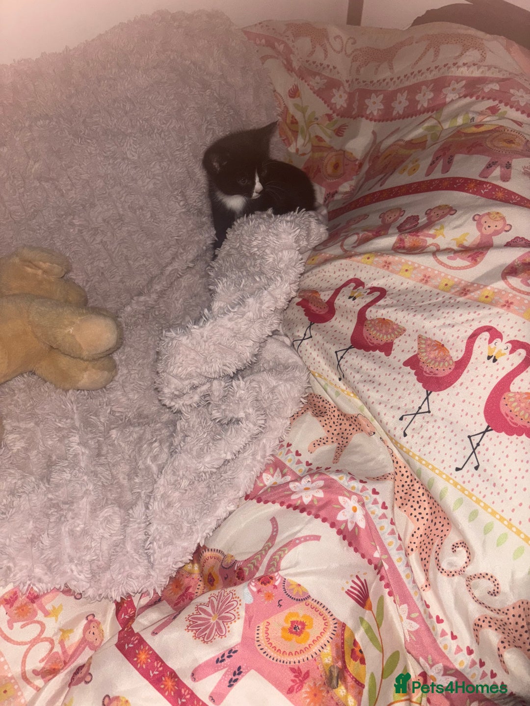 Mixed Breed cats for sale: Black and white kittens - Image 2