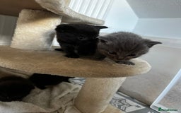 Scottish Fold cats for sale: Scottish Fold Cross Kittens - Image 1