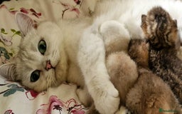British Shorthair cats for sale: GOLDEN & SILVER BRITISH SHORTHAIR KITTENS TICA - Image 14
