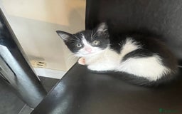 Mixed Breed cats for sale: Beautiful female kitten  - Image 2