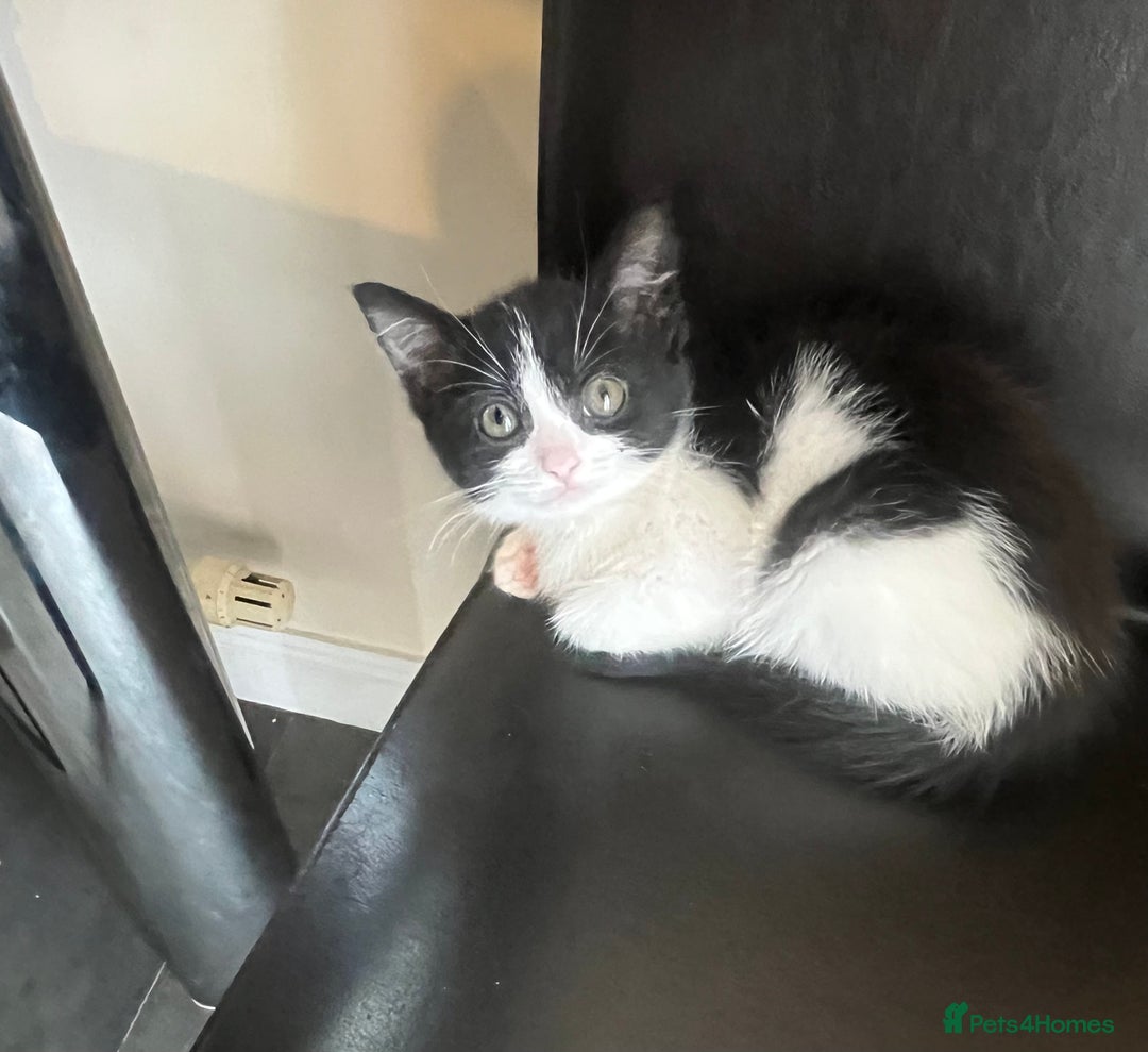 Mixed Breed cats for sale: Beautiful female kitten  - Image 2