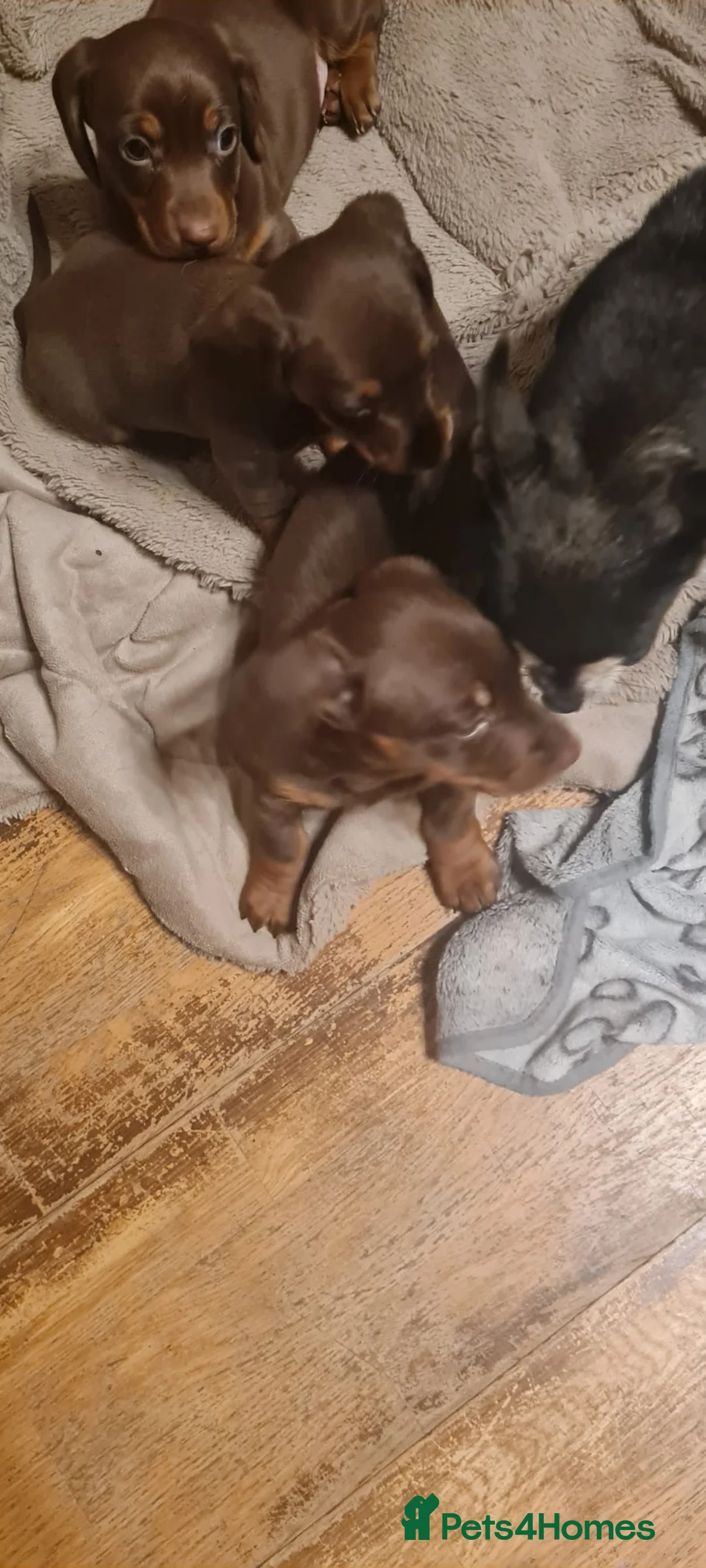 Chiweenie dogs for sale: Chiweenie puppies x5 - Advert 9