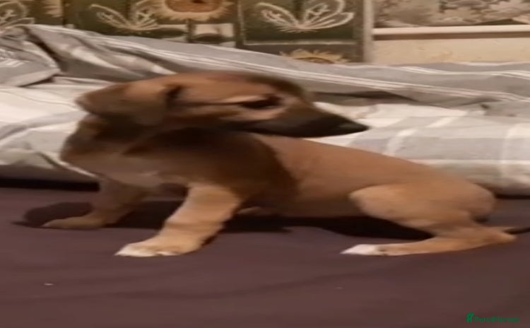Lurcher dogs - Advert 3