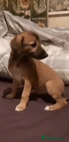 Lurcher dogs - Advert 3