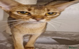 Abyssinian cats for sale: Beautifull Queen 🥰 - Image 10