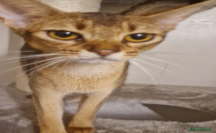 Abyssinian cats - Advert 1