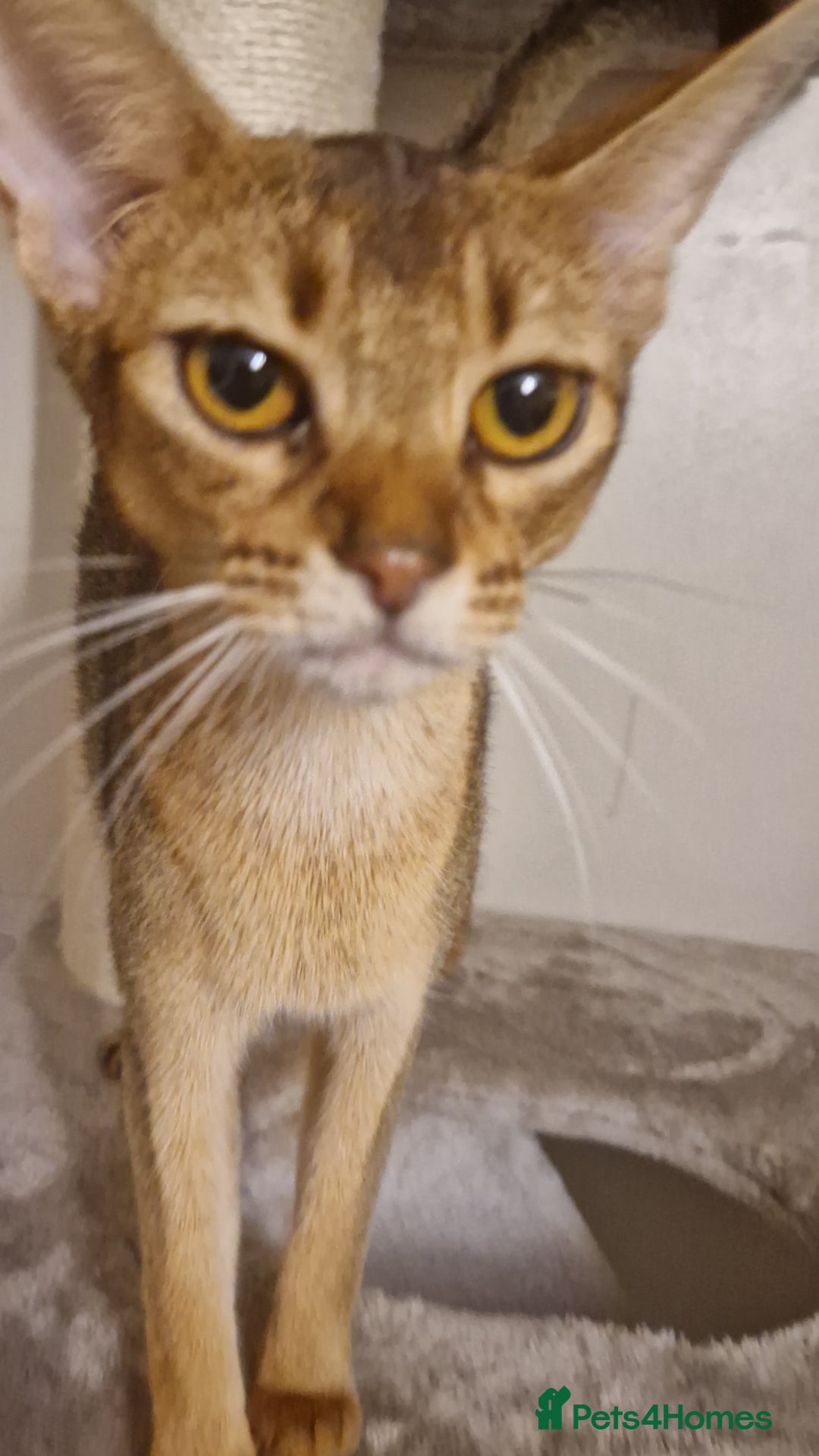 Abyssinian cats for sale: Beautifull Queen 🥰 - Image 10