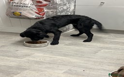 Labrador Retriever dogs for sale: One year old make labrador - Image 3