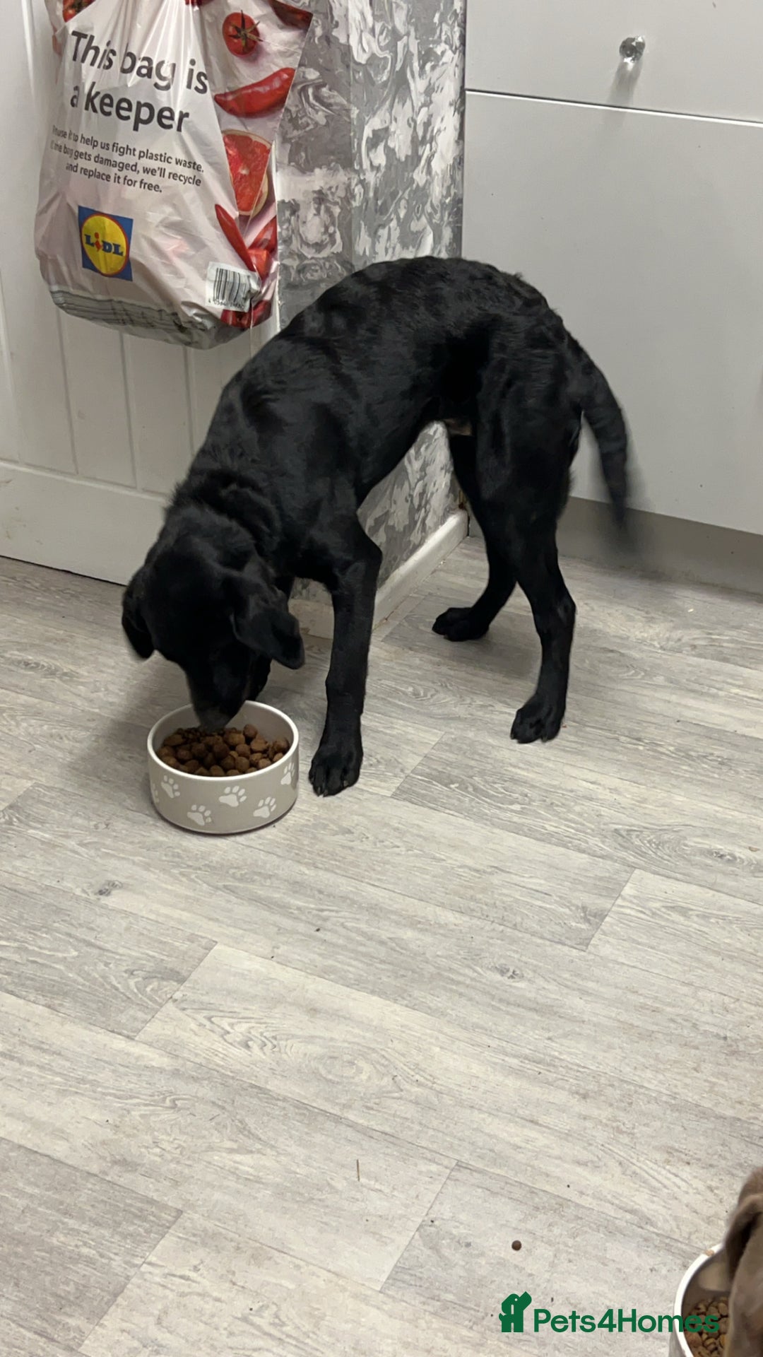 Labrador Retriever dogs for sale: One year old make labrador - Image 3