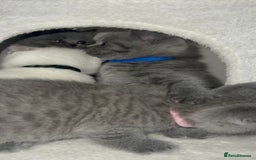 British Shorthair cats for sale: BRITISH SHORTHAIR PEDIGREE - FIRST LITTER - Image 10