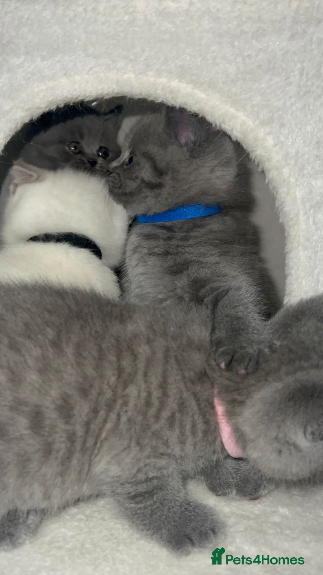 British Shorthair cats for sale: BRITISH SHORTHAIR PEDIGREE - FIRST LITTER - Image 10