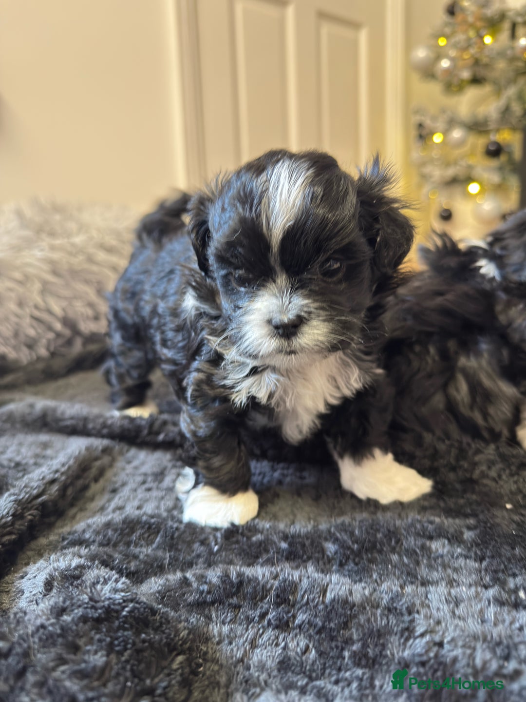 Shih Tzu dogs for sale: Shih Tzu Puppies – Vaccinated & Ready 30 Dec - Advert 2