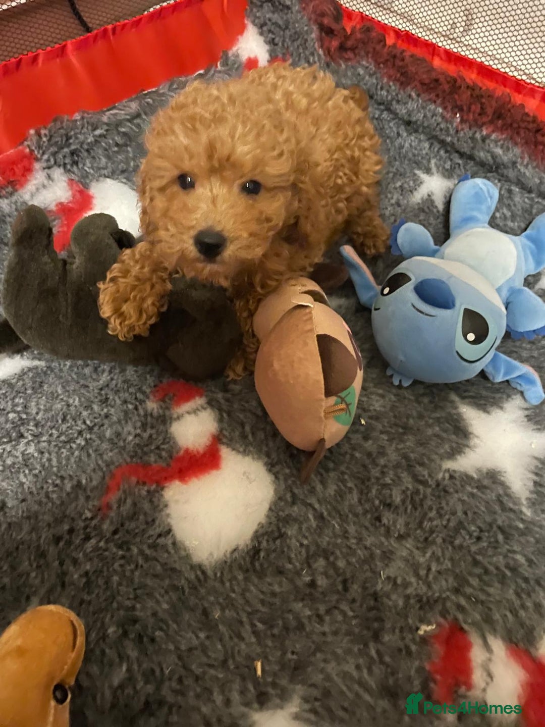 Toy Poodle dogs for sale: Two Adorable Toy Poodle  - Image 3