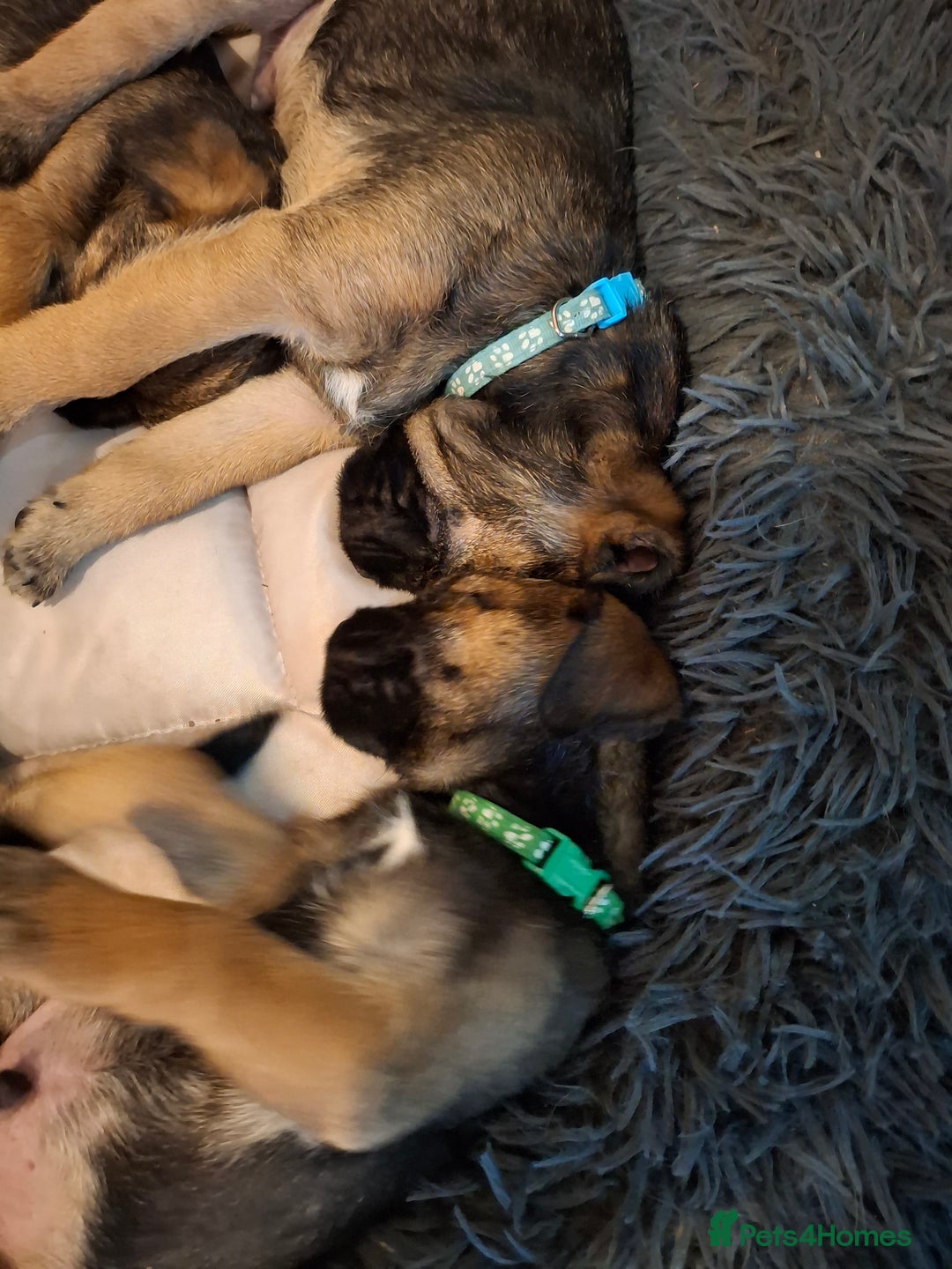 Border Terrier dogs for sale: KC registered Border Terriers - Advert 3