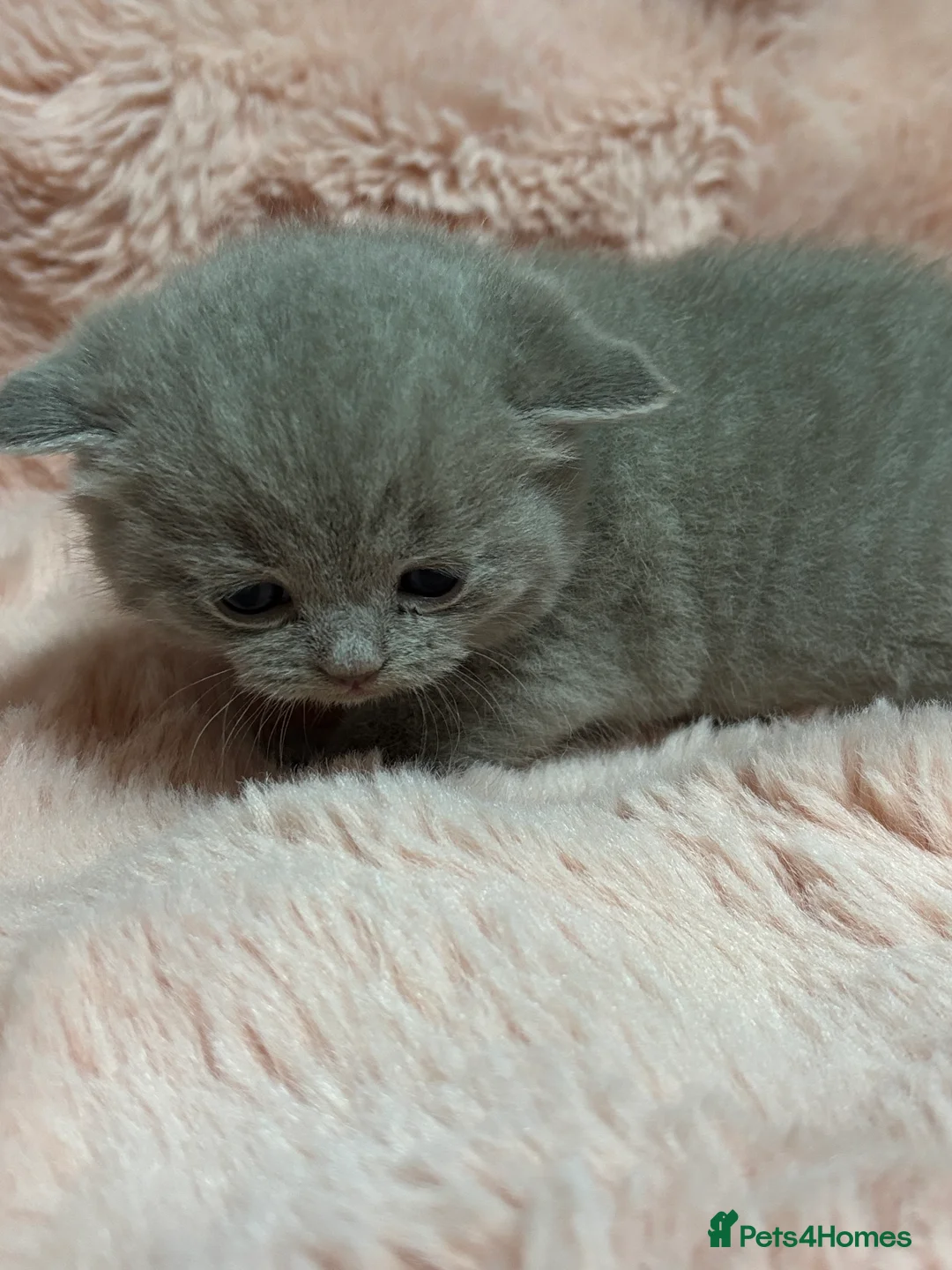 British Shorthair cats for sale: Beautiful British short hair kittens  - Advert 19