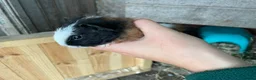 Guinea Pig rodents for sale: 5 boys , 1 girl  in Stirling - Advert 7