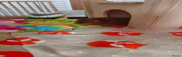 Guinea Pig rodents for sale: Pumpkin & spice  - Advert 5
