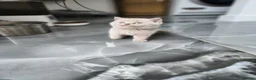 British Shorthair cats for sale: Chocolate & Lilac British Shorthair kittens - Advert 2