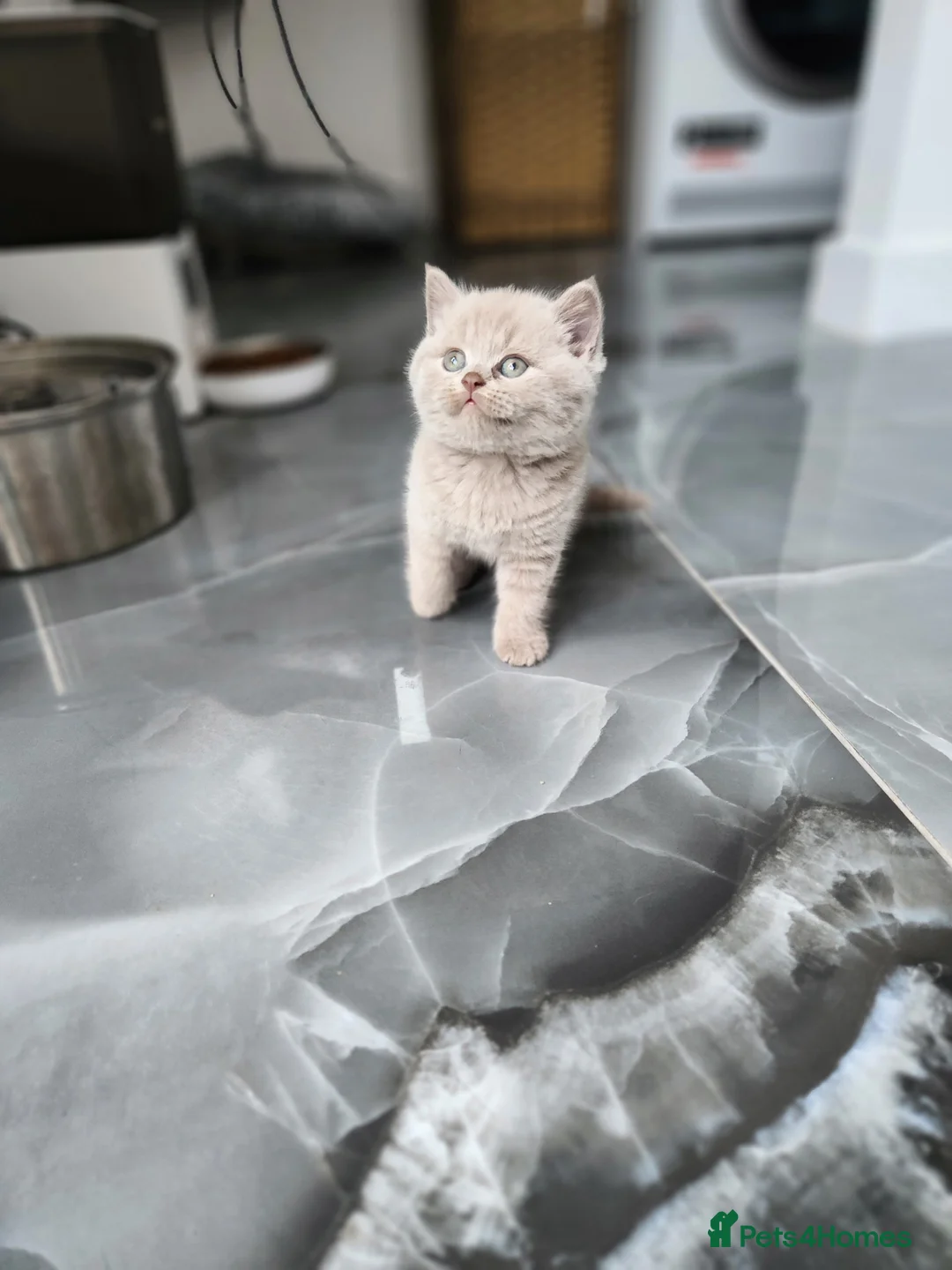 British Shorthair cats for sale: Chocolate & Lilac British Shorthair kittens - Advert 2