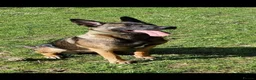 Belgian Shepherd Dog dogs for sale: Belgian malinois puppies in Dorchester - Advert 17