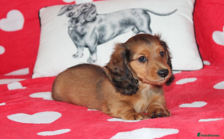 Dachshund dogs - Advert 3