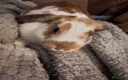 French Lop rabbits for sale: Rabbit for rehoming  - Image 4