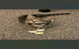 Ocicat cats for sale: Thor the cat  - Image 3