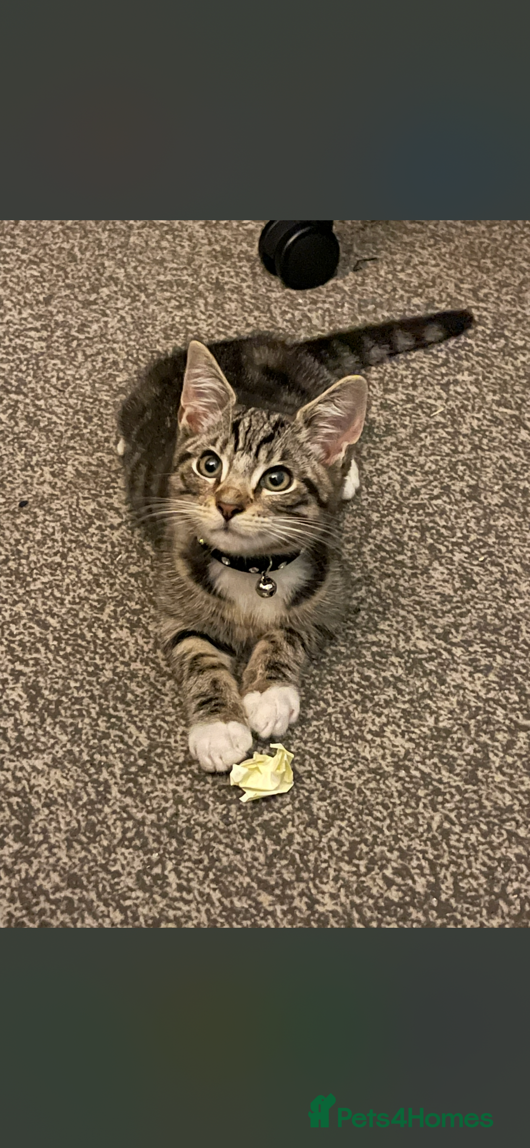 Ocicat cats for sale: Thor the cat  - Image 3