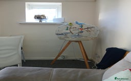 Budgerigars birds for sale: 2 male budgies  - Image 1