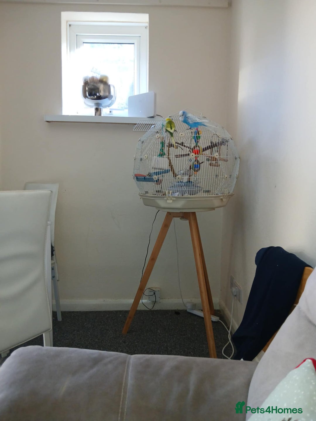 Budgerigars birds for sale: 2 male budgies  - Image 1