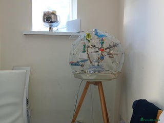 Budgerigars birds - Advert 1