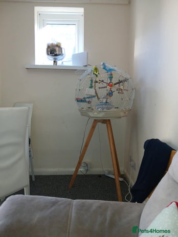 Budgerigars birds - Advert 1