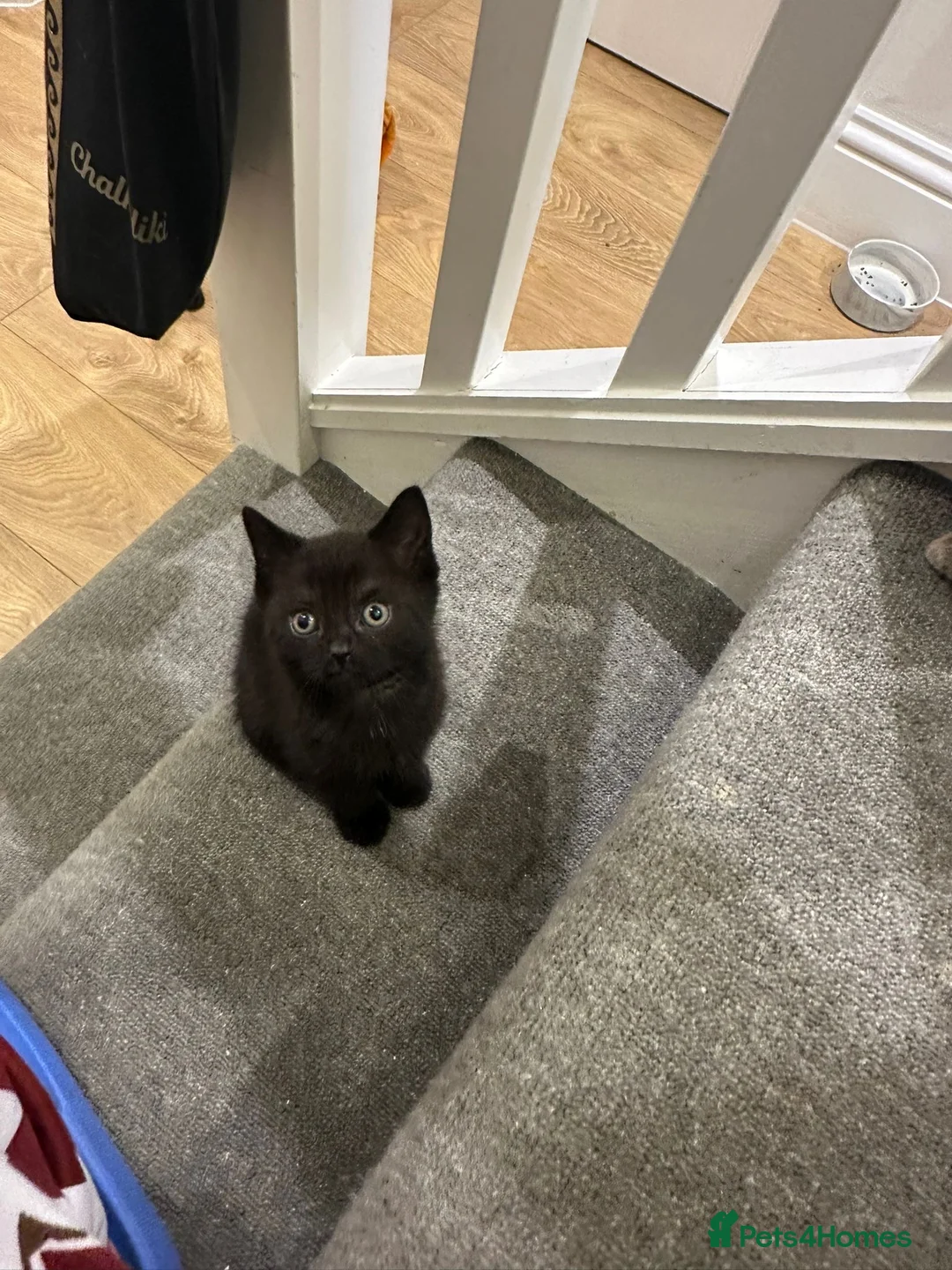 Mixed Breed cats for sale: British shorthair mixed kittens  - Advert 2