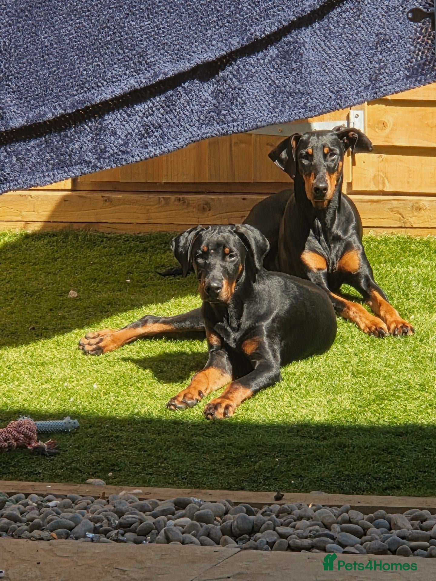 Dobermann dogs 🐾 Rottermann puppies 🐾 - Advert 18