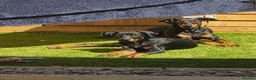 Dobermann dogs for sale: 🐾 Rottermann puppies 🐾 - Advert 1