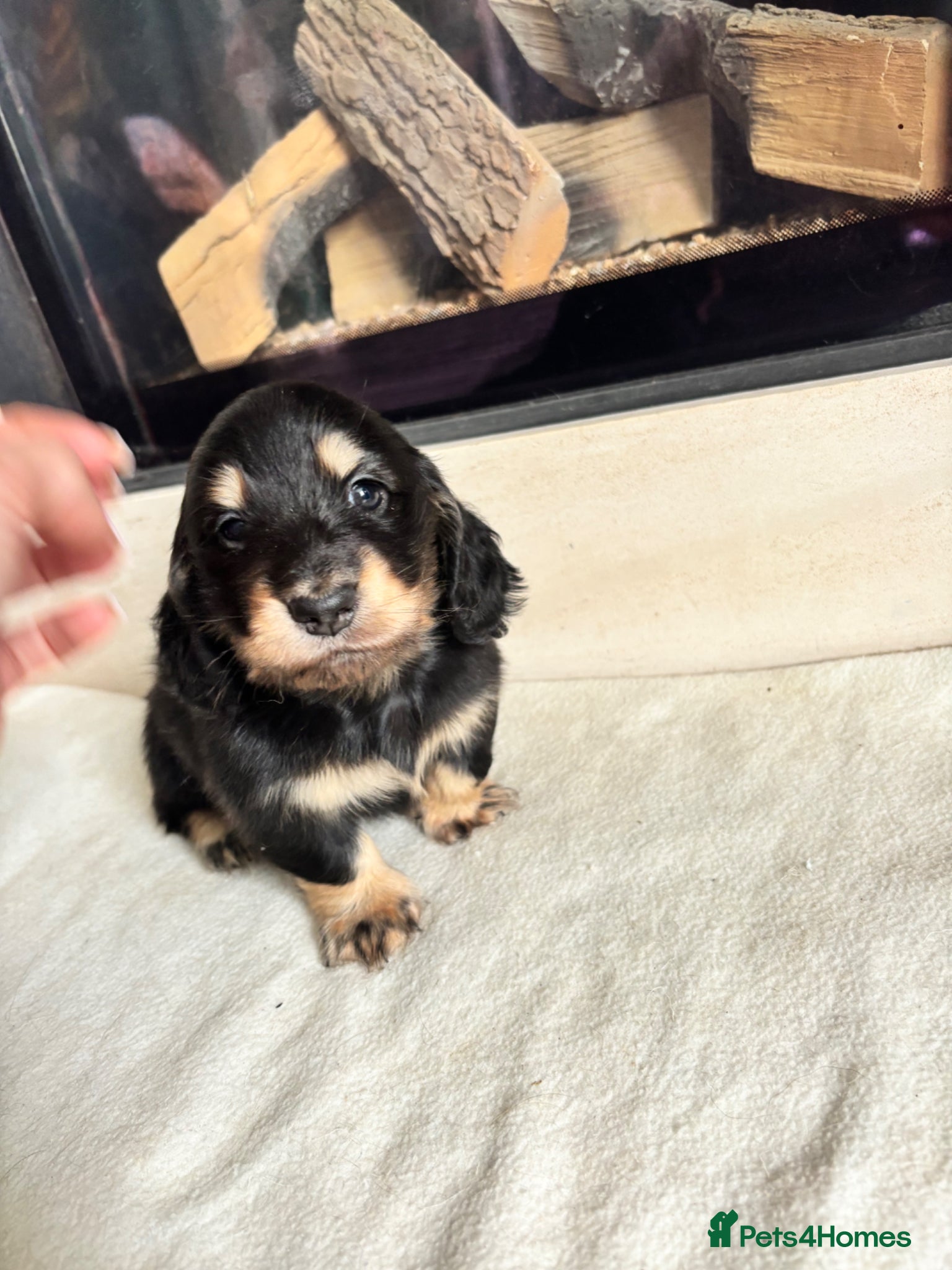 Miniature Dachshund dogs Beautiful Mini Dachshunds Puppies - Ready Soon   - Advert 2