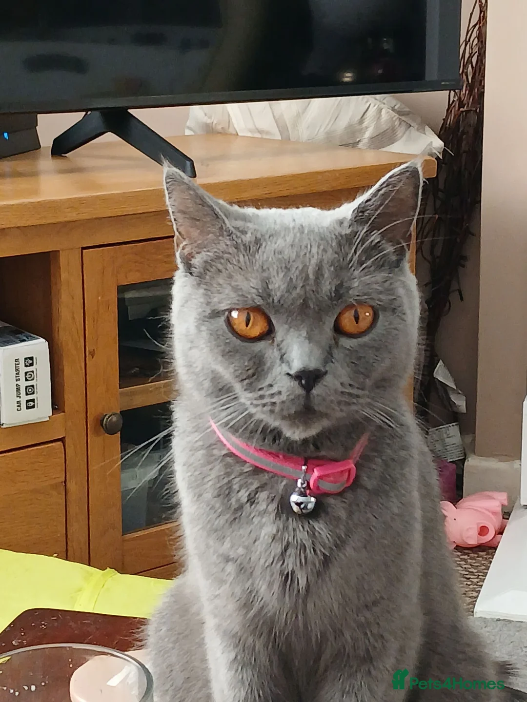 Brazilian Shorthair cats for sale: Full pedigree short hair kittens  in Blackburn - Advert 1