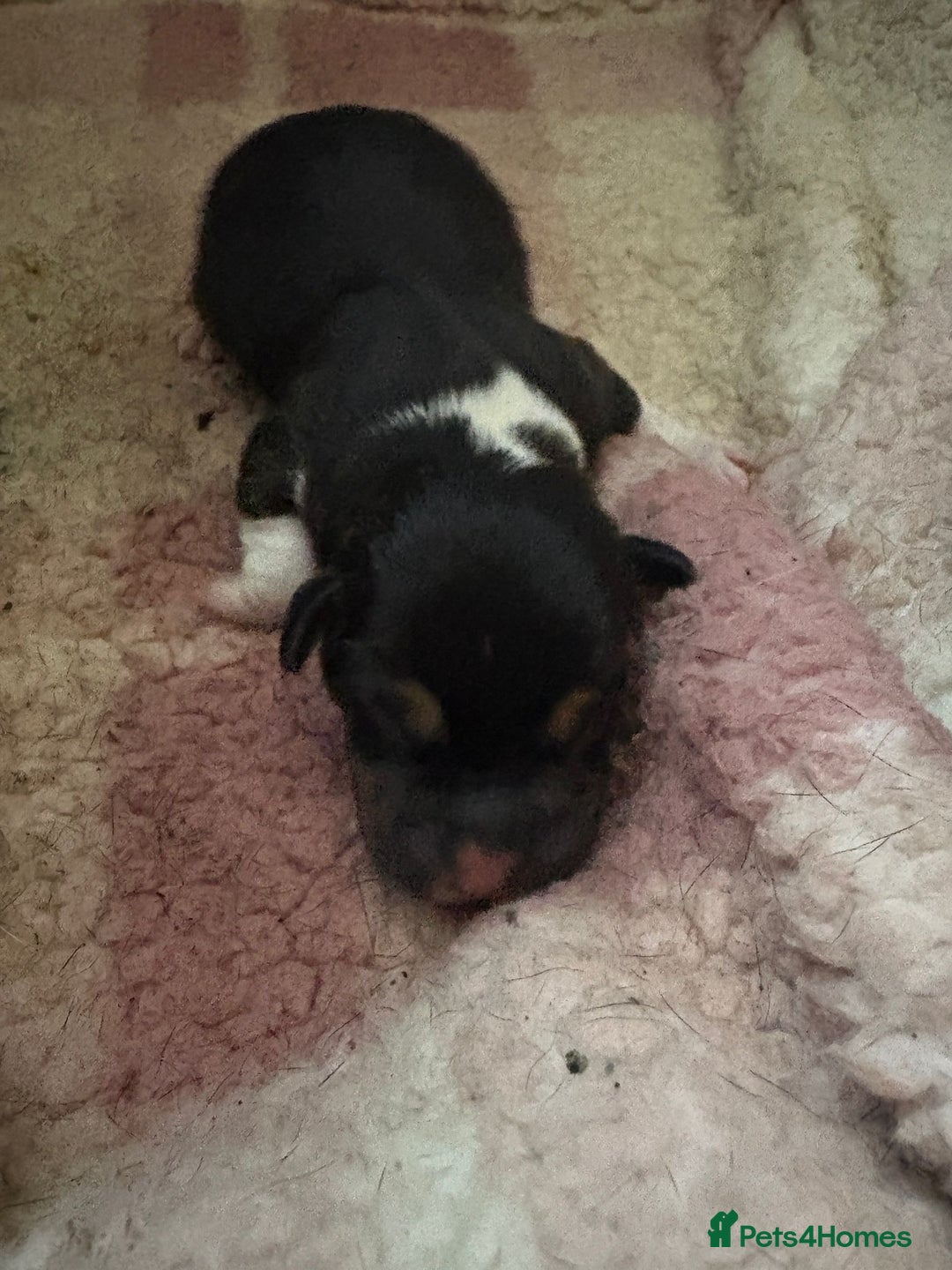 Jack Russell dogs for sale: Jack Russel pups - Advert 7