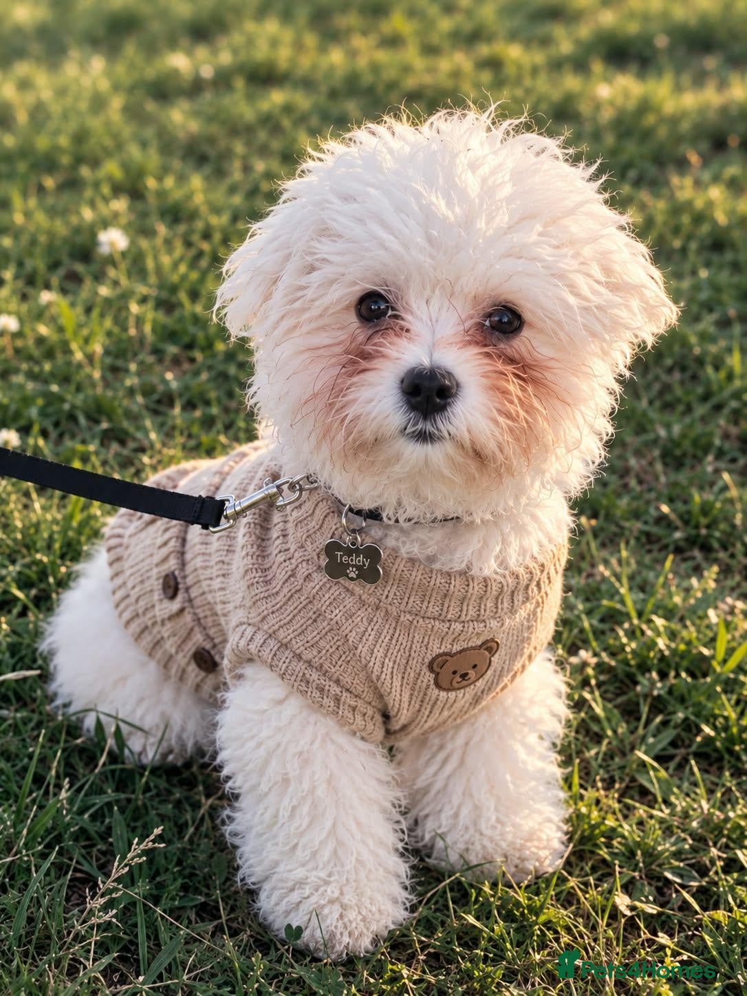 Bichon Frise dogs Bobby Bichon Frise  - Advert 14