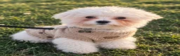 Bichon Frise dogs for sale: Bobby Bichon Frise  in Wolverhampton - Advert 1