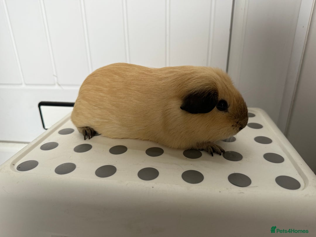 Guinea Pig rodents for sale: 2 Male (Boar) Guinea Pigs  - Image 5