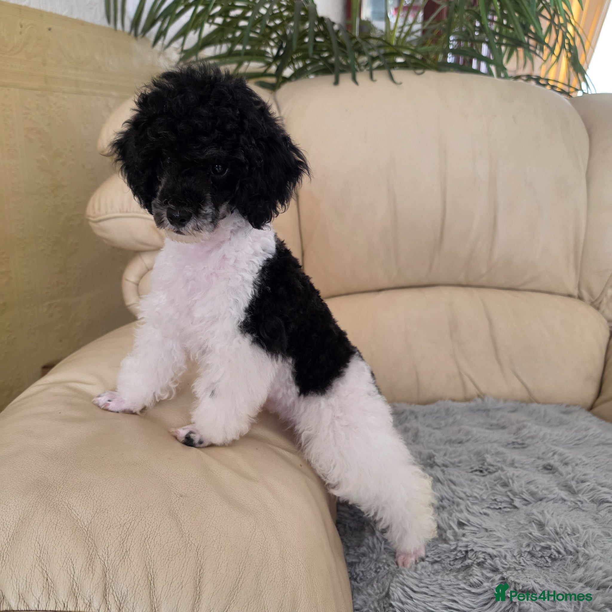 Toy Poodle dogs 🐩💙 1 TINY BOY LEFT 💙🐩 READY NOW - Advert 4