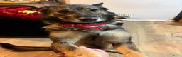 German Shepherd dogs for sale: Female German shepherd  - Advert 2