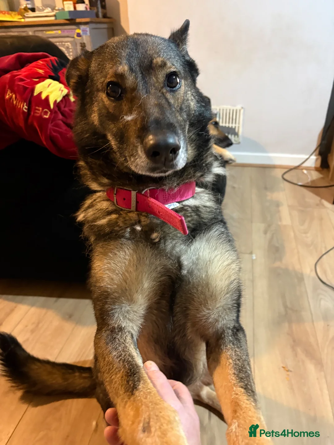 German Shepherd dogs for sale: Female German shepherd  - Advert 2