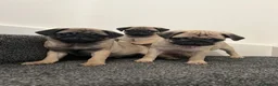 Pug dogs for sale: Pug puppies 🐶.  - Advert 6