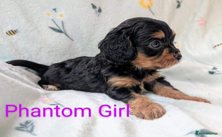 Cavapoo dogs - Advert 2