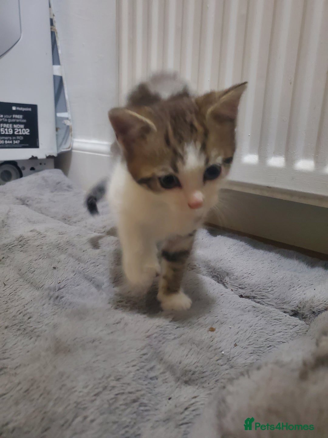 Domestic Shorthair cats for sale: Tabby and white baby girl - Advert 6
