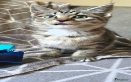 Sphynx cats for sale: Sphynx maincoon mix - Image 6