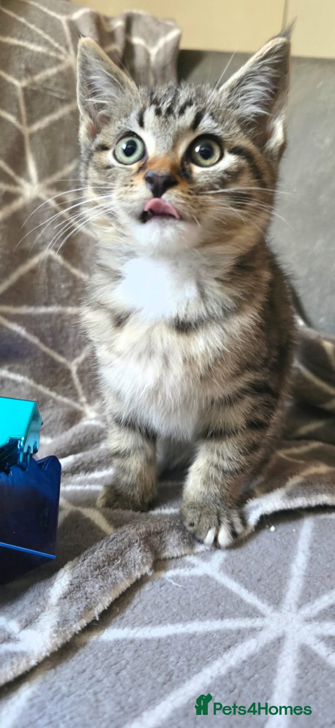 Sphynx cats for sale: Sphynx maincoon mix - Image 6